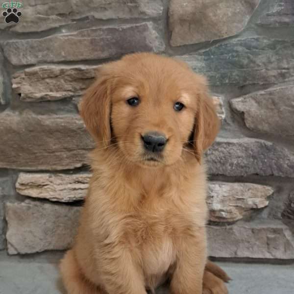 Skye, Golden Retriever Puppy