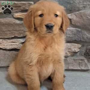 Skye, Golden Retriever Puppy