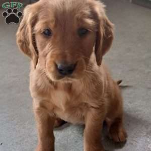 Destiny, Golden Retriever Puppy