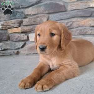 Destiny, Golden Retriever Puppy