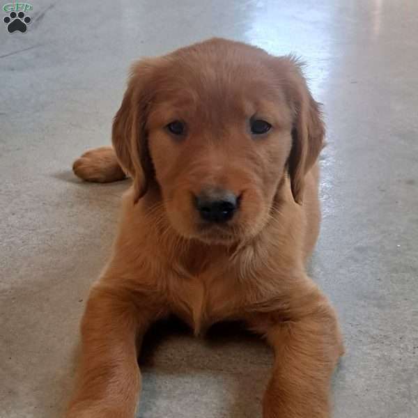 Destiny, Golden Retriever Puppy