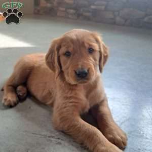 Destiny, Golden Retriever Puppy