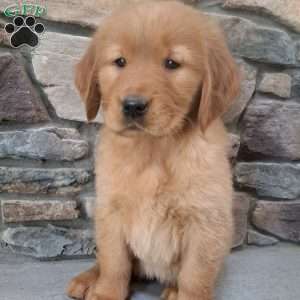 Pandora, Golden Retriever Puppy