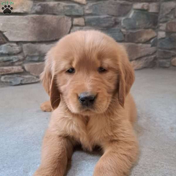 Pandora, Golden Retriever Puppy