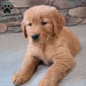 Pandora, Golden Retriever Puppy