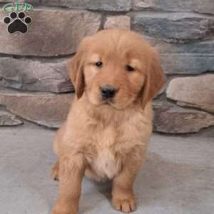 Pandora, Golden Retriever Puppy