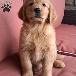 Rolo, Golden Retriever Puppy