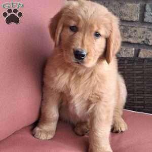 Rolo, Golden Retriever Puppy