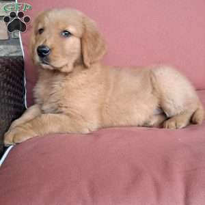 Rolo, Golden Retriever Puppy