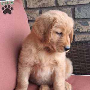 Rolo, Golden Retriever Puppy