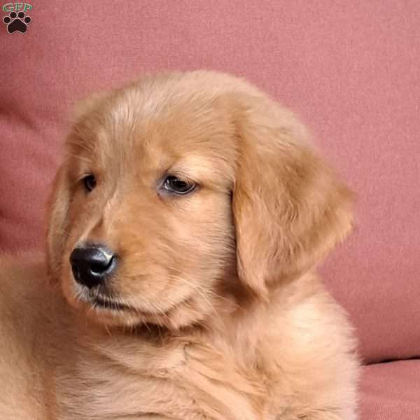 Rolo, Golden Retriever Puppy