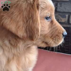 Rolo, Golden Retriever Puppy