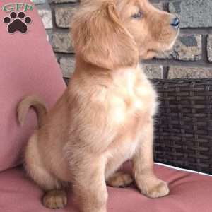 Falcon, Golden Retriever Puppy