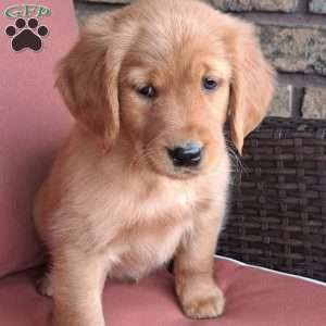 Falcon, Golden Retriever Puppy