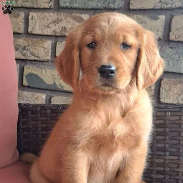 Falcon, Golden Retriever Puppy