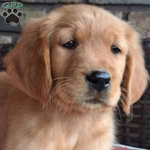 Falcon, Golden Retriever Puppy