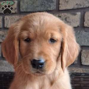 Falcon, Golden Retriever Puppy