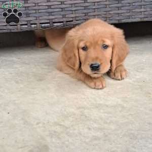 Falcon, Golden Retriever Puppy