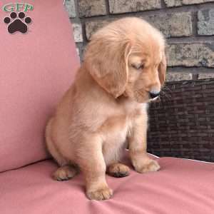 Falcon, Golden Retriever Puppy