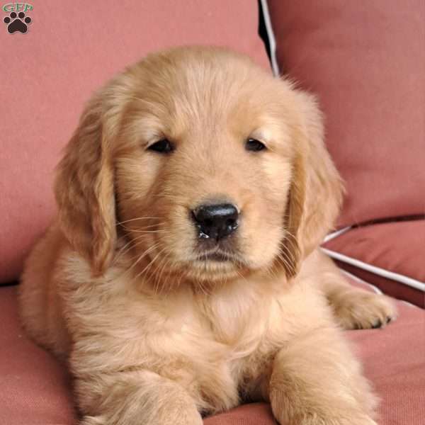 Hudson, Golden Retriever Puppy