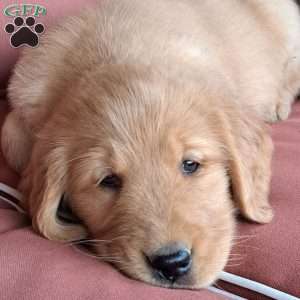 Hudson, Golden Retriever Puppy