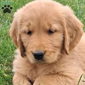 Hudson, Golden Retriever Puppy