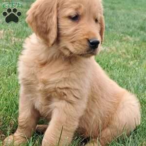 Hudson, Golden Retriever Puppy