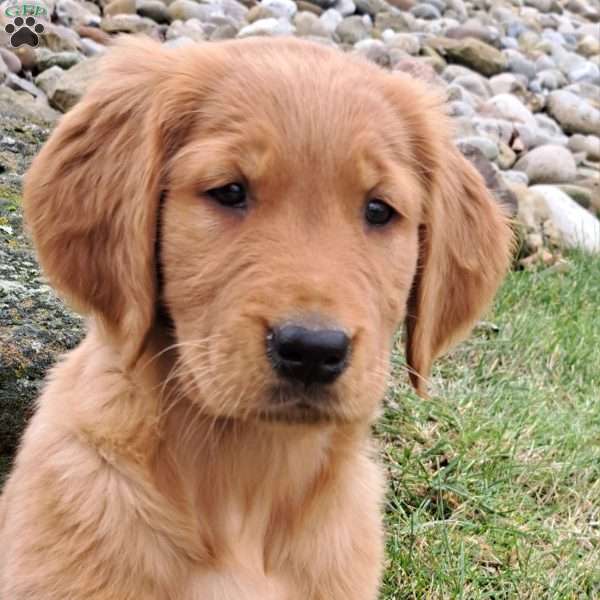 Destiny, Golden Retriever Puppy