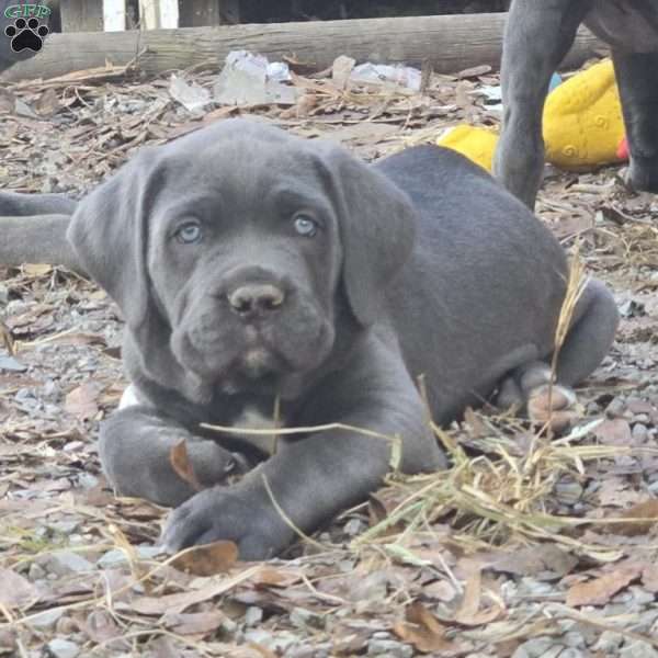 Hera, Cane Corso Puppy