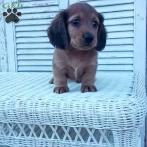 Russell, Dachshund Puppy