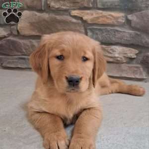 Liberty, Golden Retriever Puppy