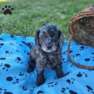 Eddie, Mini Goldendoodle Puppy