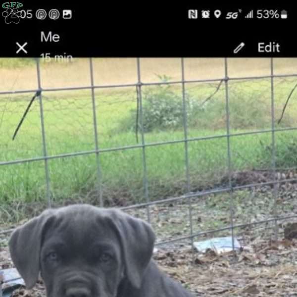 Zues, Cane Corso Puppy