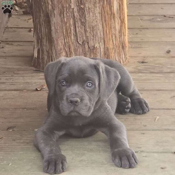 Hebe, Cane Corso Puppy