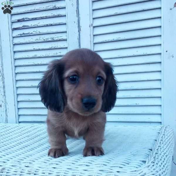 Russell, Dachshund Puppy