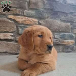 Liberty, Golden Retriever Puppy