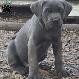 Zues, Cane Corso Puppy