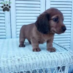 Russell, Dachshund Puppy