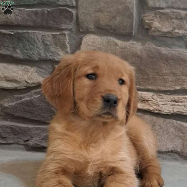 Liberty, Golden Retriever Puppy