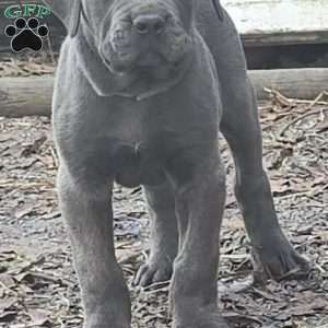 Bowser, Cane Corso Puppy