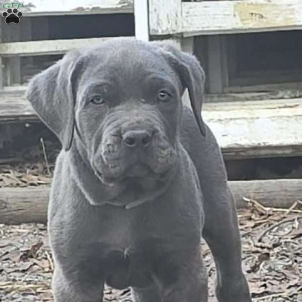 Bowser, Cane Corso Puppy