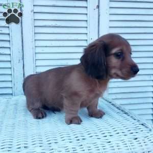 Russell, Dachshund Puppy