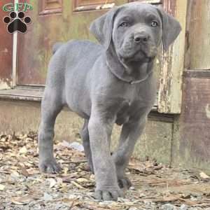 Bowser, Cane Corso Puppy