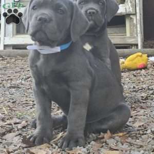 Terra, Cane Corso Puppy