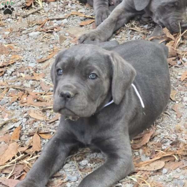 Terra, Cane Corso Puppy