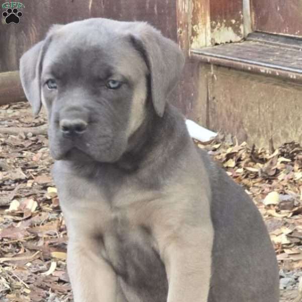 Venus, Cane Corso Puppy