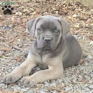 Venus, Cane Corso Puppy