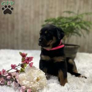 Jenna, Rottweiler Puppy