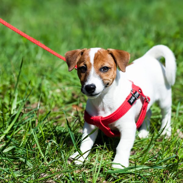 jack russell terrier puppy wearing a harness and leash