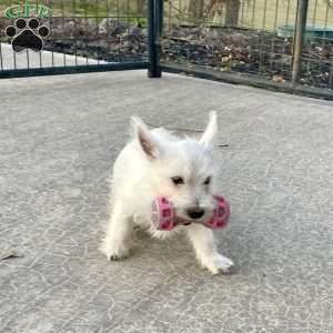 Javon, West Highland Terrier Puppy